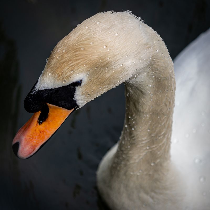 Swan