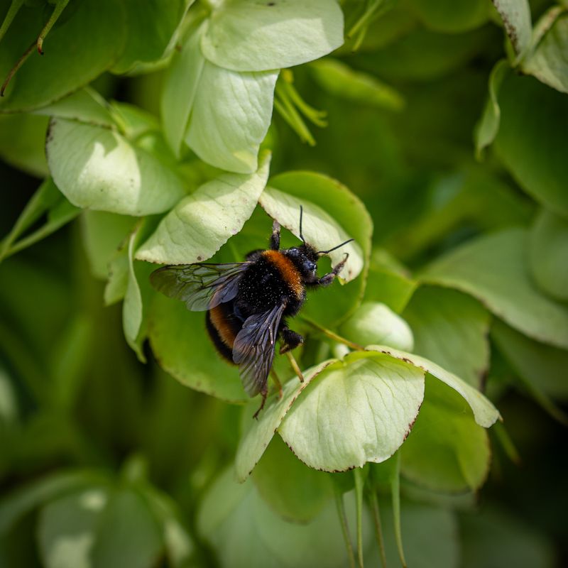 Bee, London