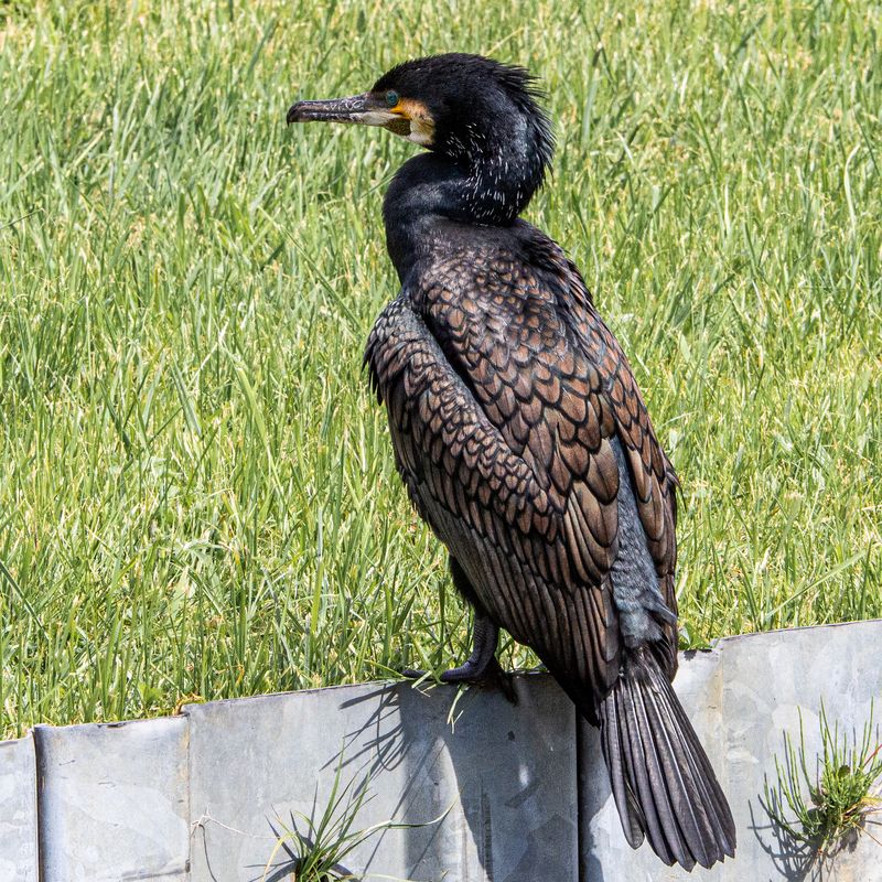 Cormorant5
