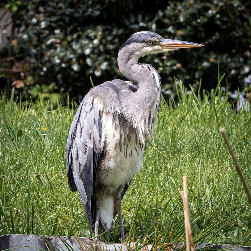 Heron