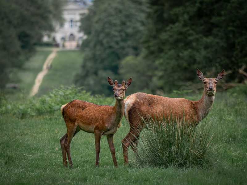 Deer in Richmond Park