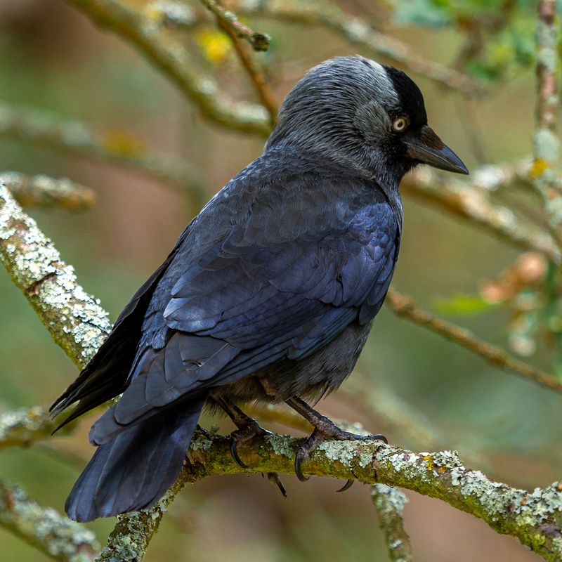 Jackdaw