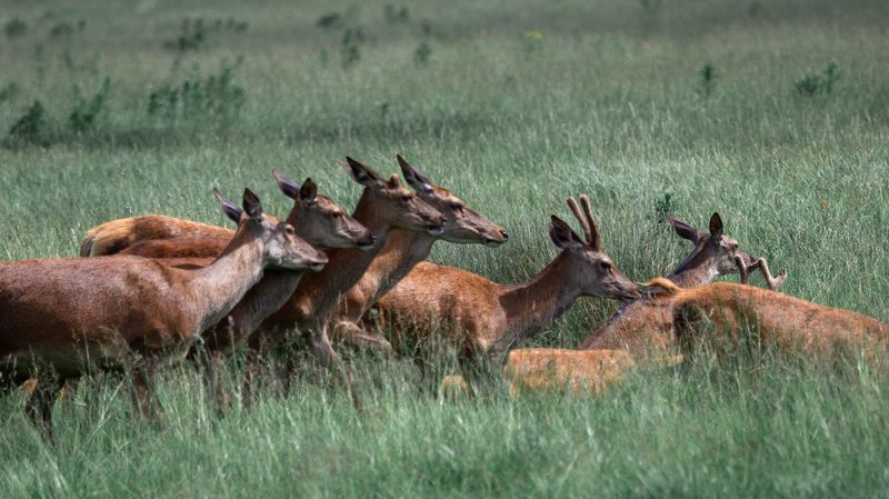 Deer in Richmond Park