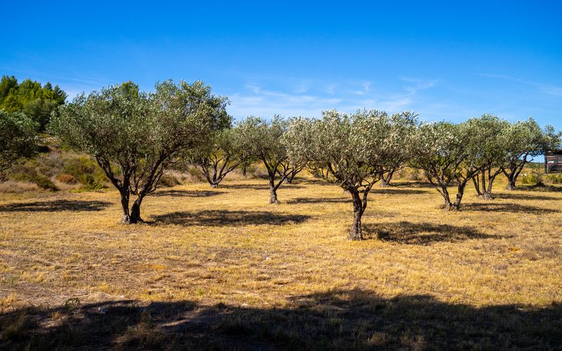 Olive Trees, France